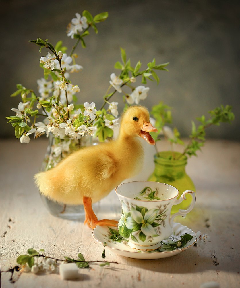 Photograph by Евгения Грин