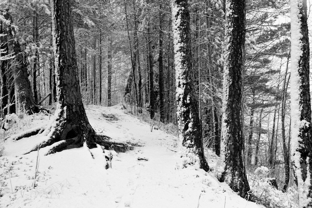 Весенний  снег