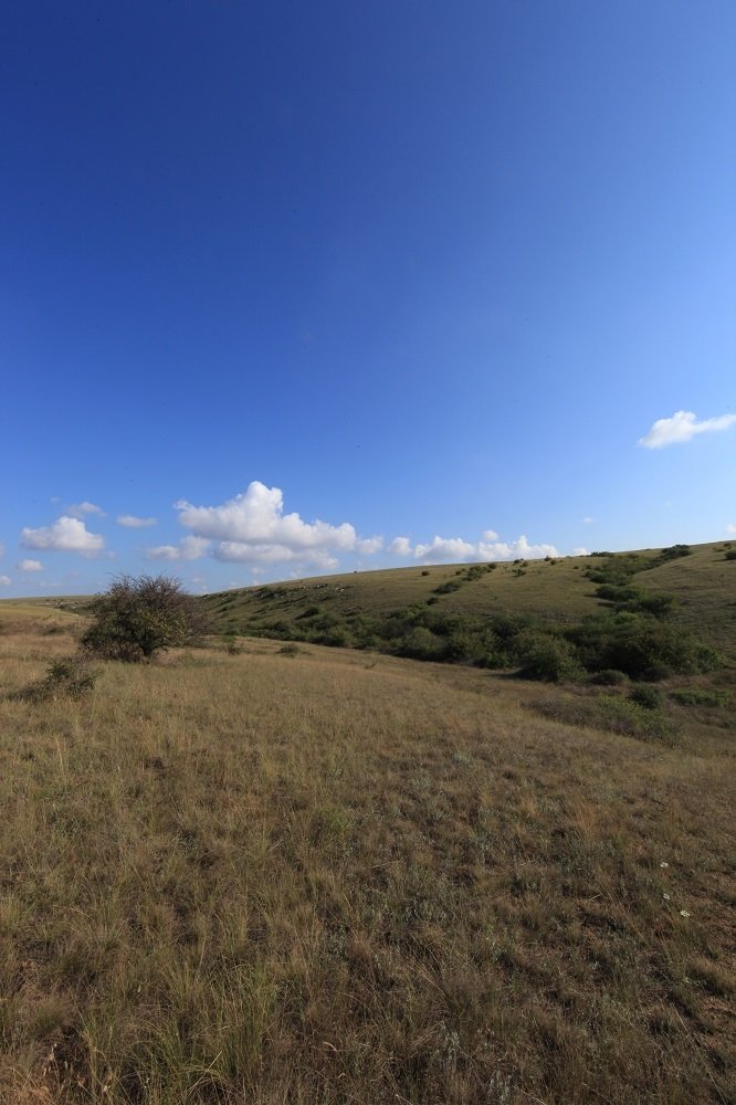 Не приглядный куст.