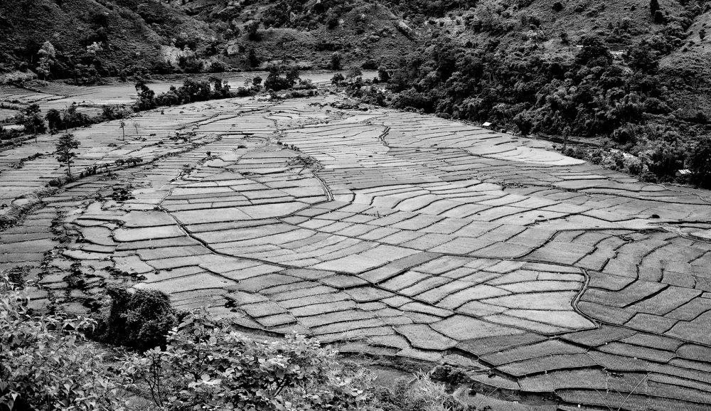 The Meandering valley of rice