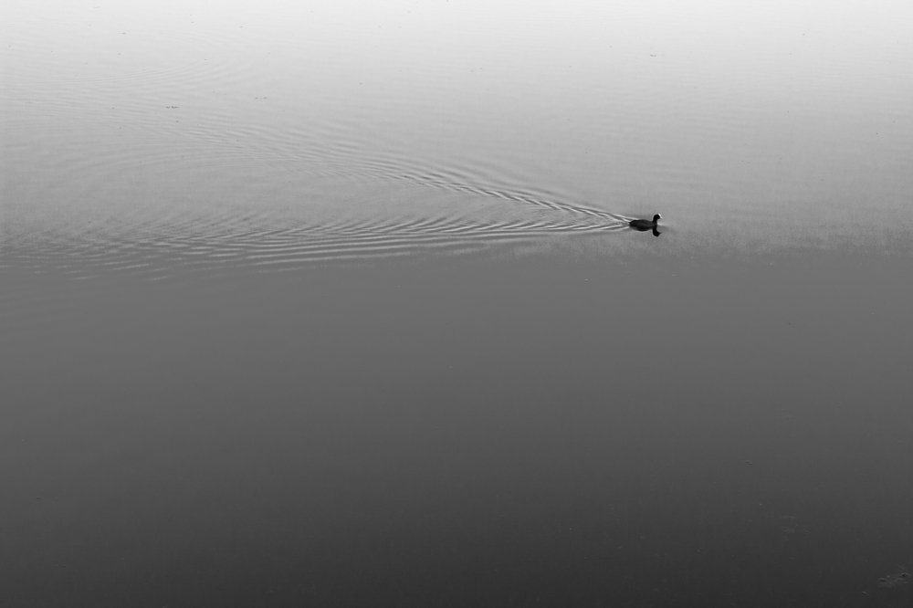 Photograph by Дмитрий Петреченко