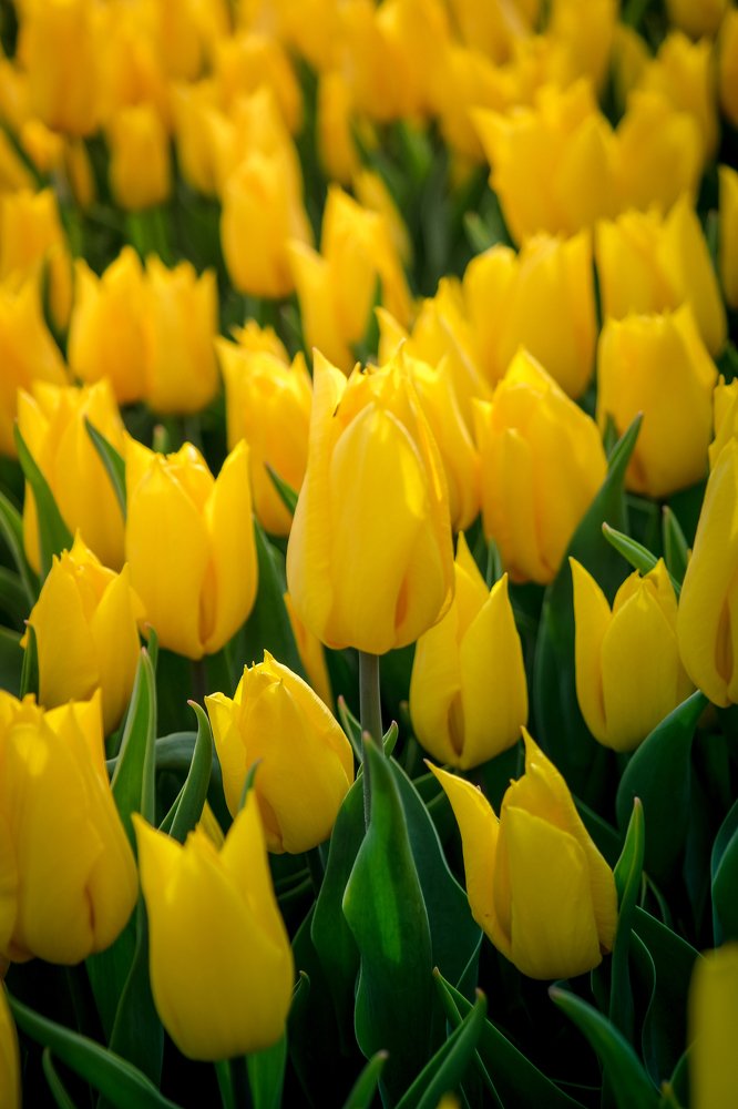 Lale Tulip
