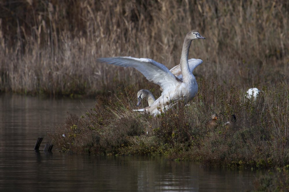 Safe under the wings