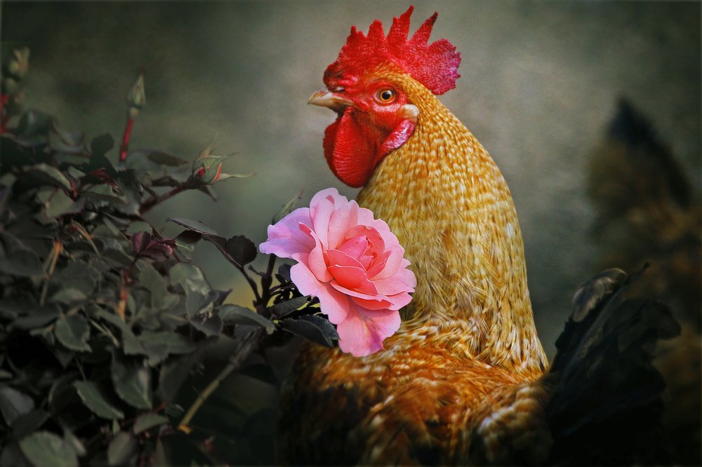 Портрет для моих любимых дам