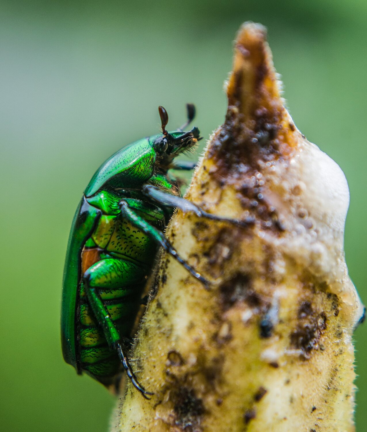 Green Devil