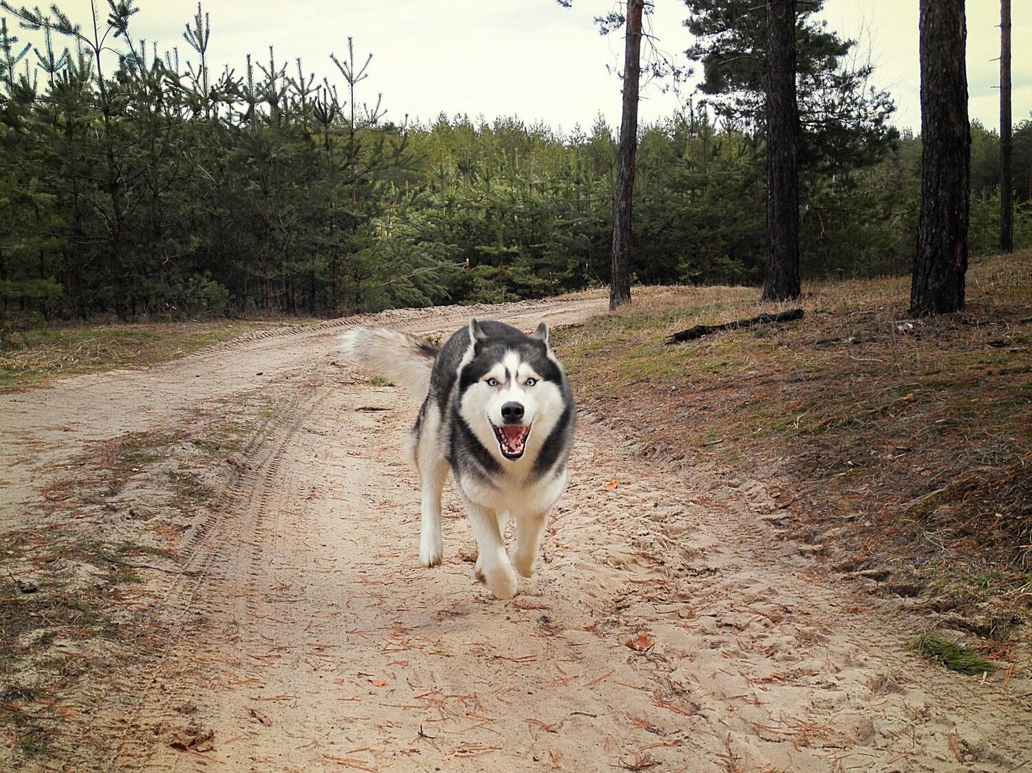 Siberian Husky in Motion