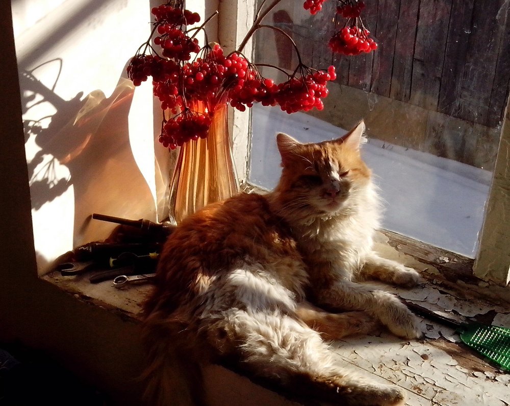 Мой Рыжий кот. (2)