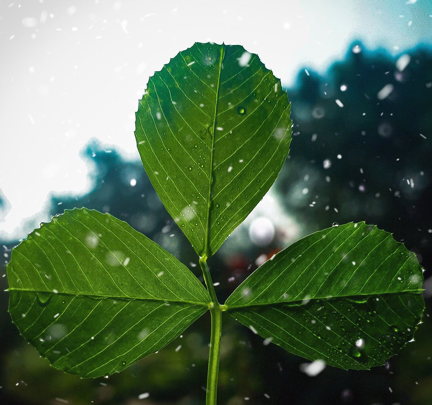 Clover
