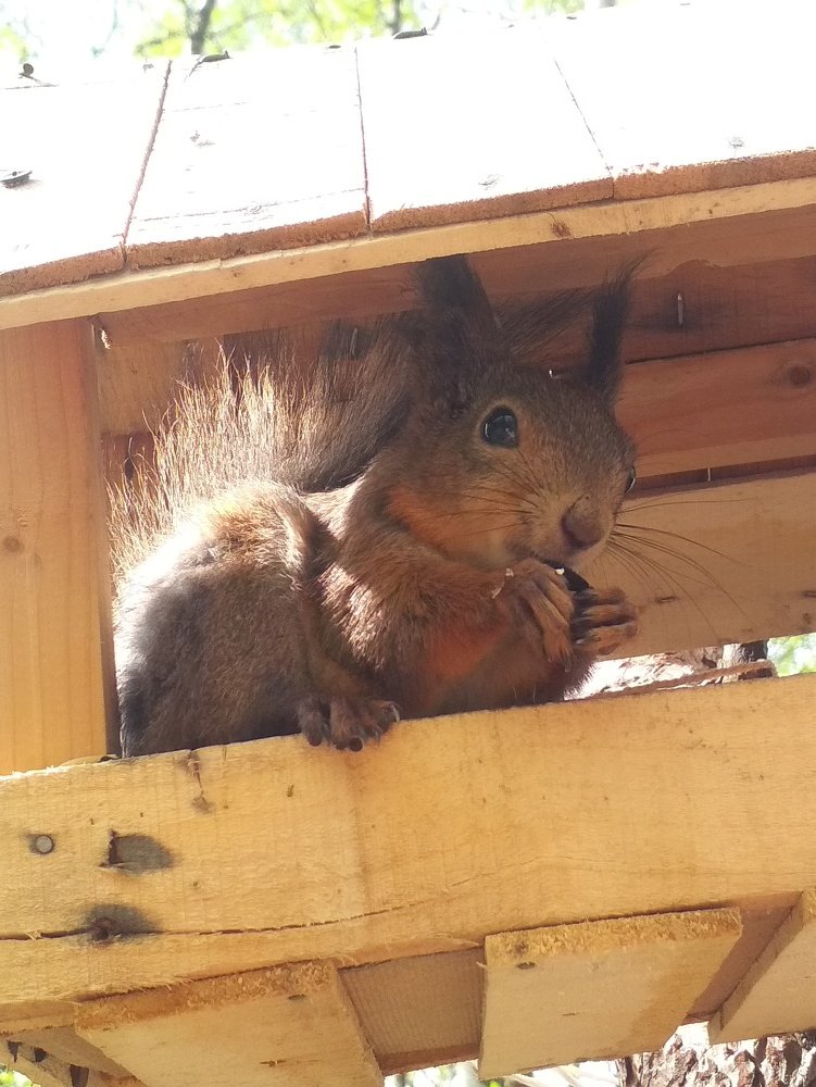 Гость в кормушке