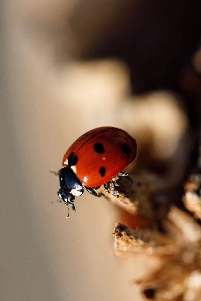 Photograph by Елена Щетинина