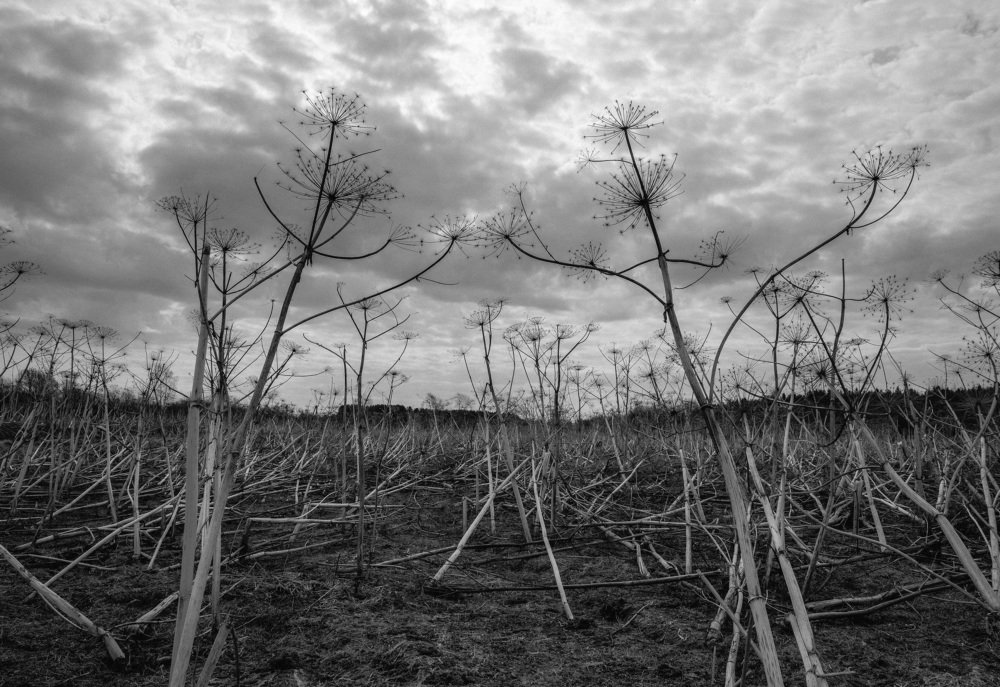 Великаний укроп