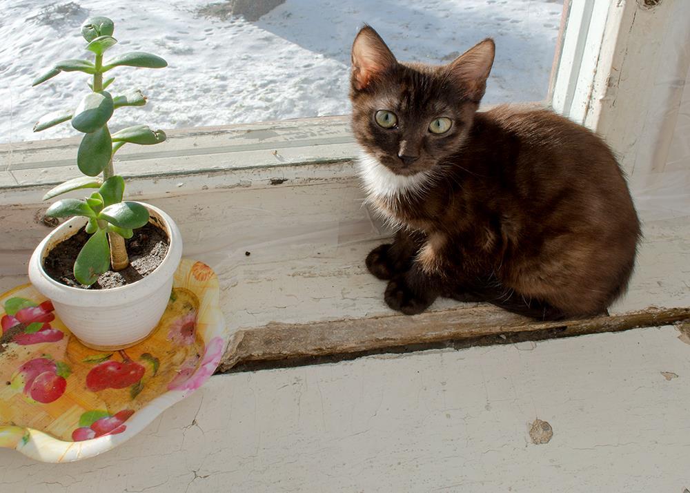 Подоконник