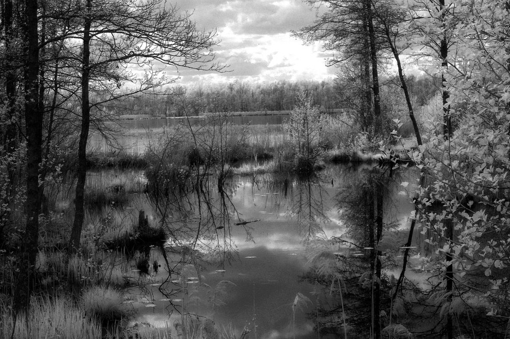 О..ЛЕСНОЕ ЯРОСЛАВЛЬ ЛЕТО 2019