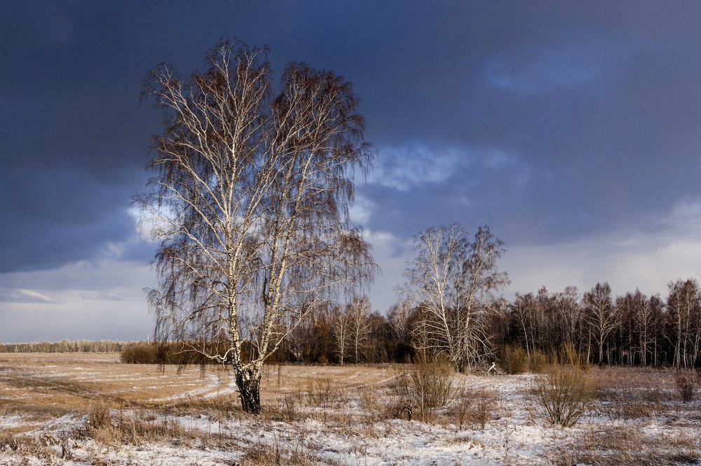 Березы у дороги