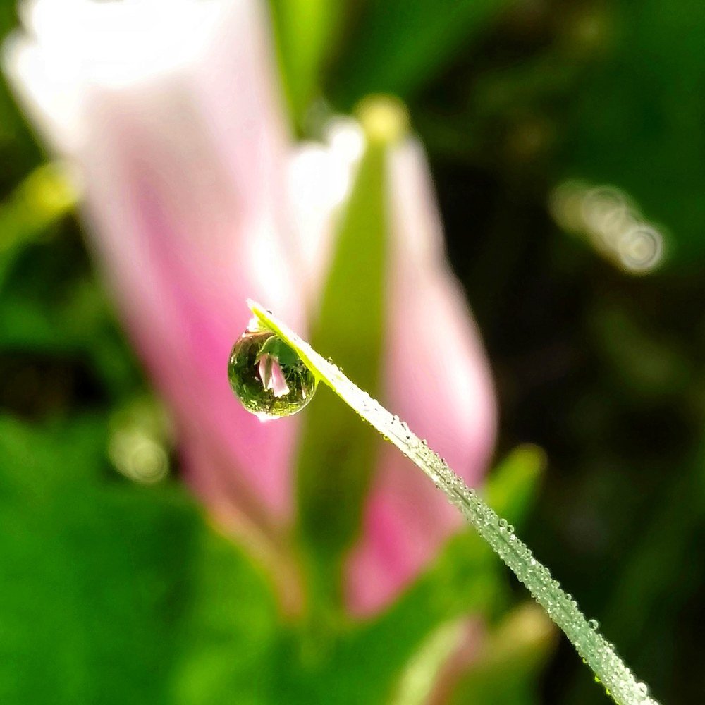 Flower in a drop