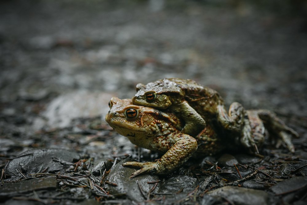 Свадебное путешествие