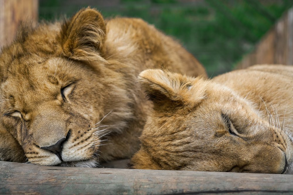 ужин далеко не убежит