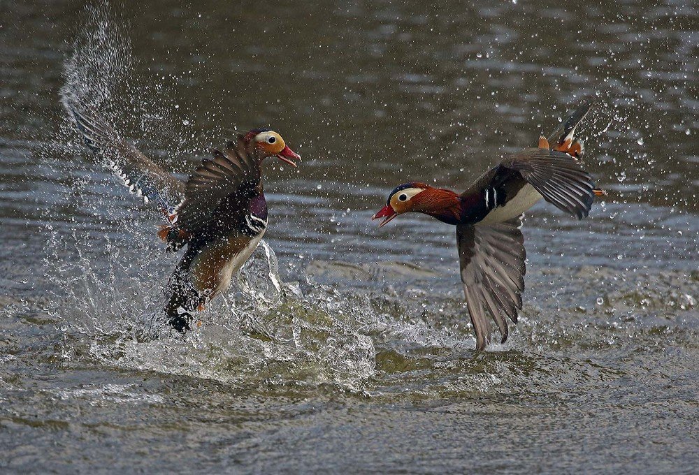 Мандариновая баталия