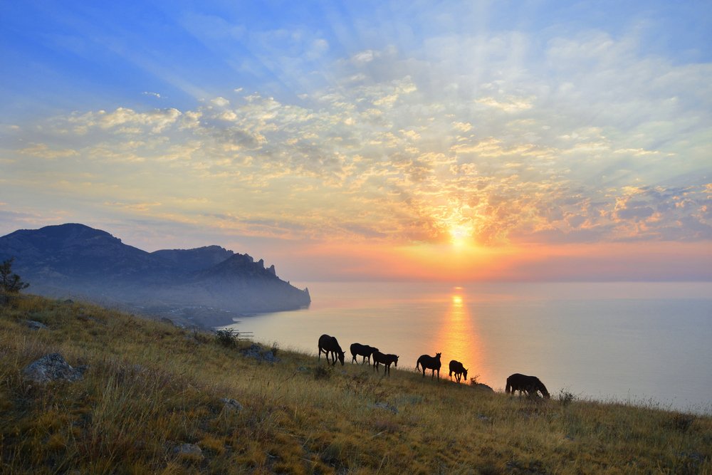 Ходят кони на просторе