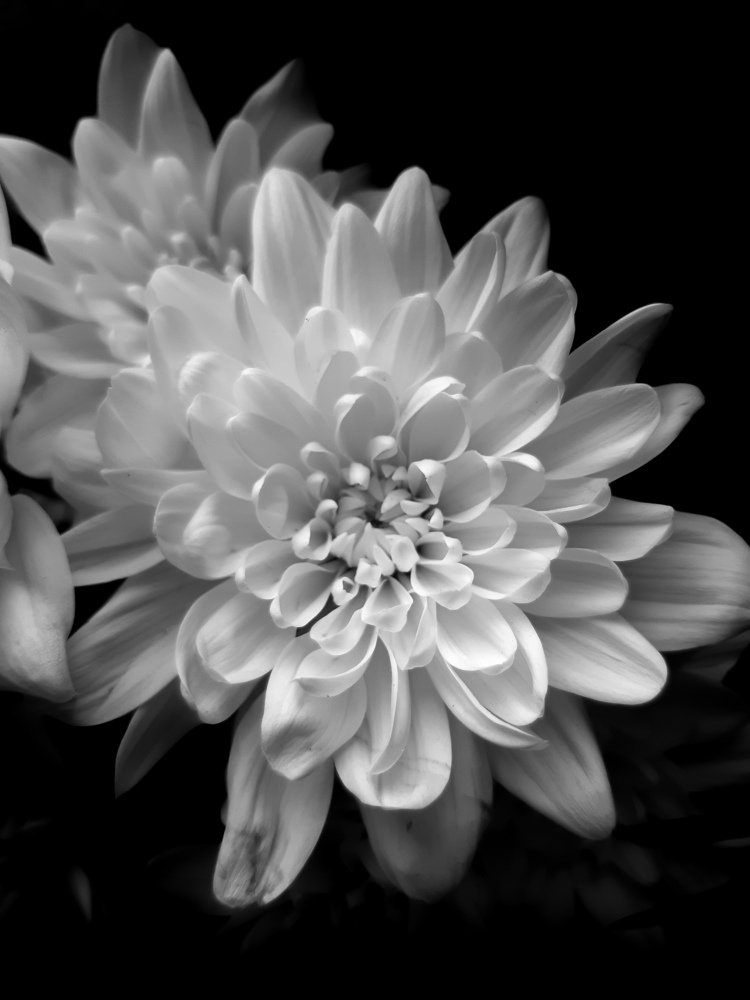 Dahlia