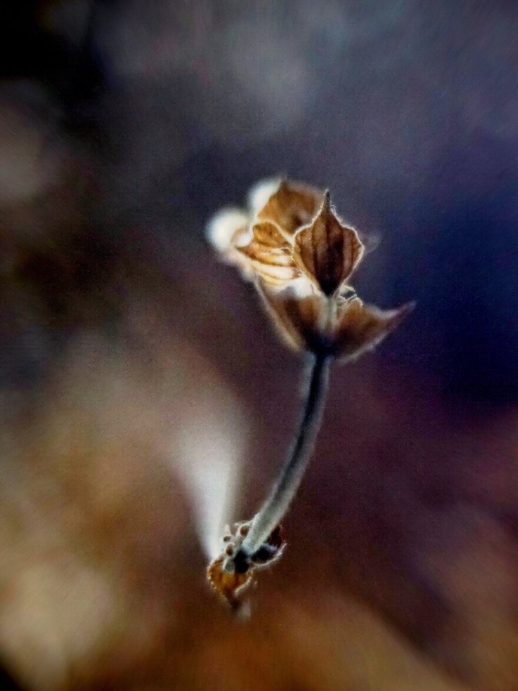 Дюймовочка