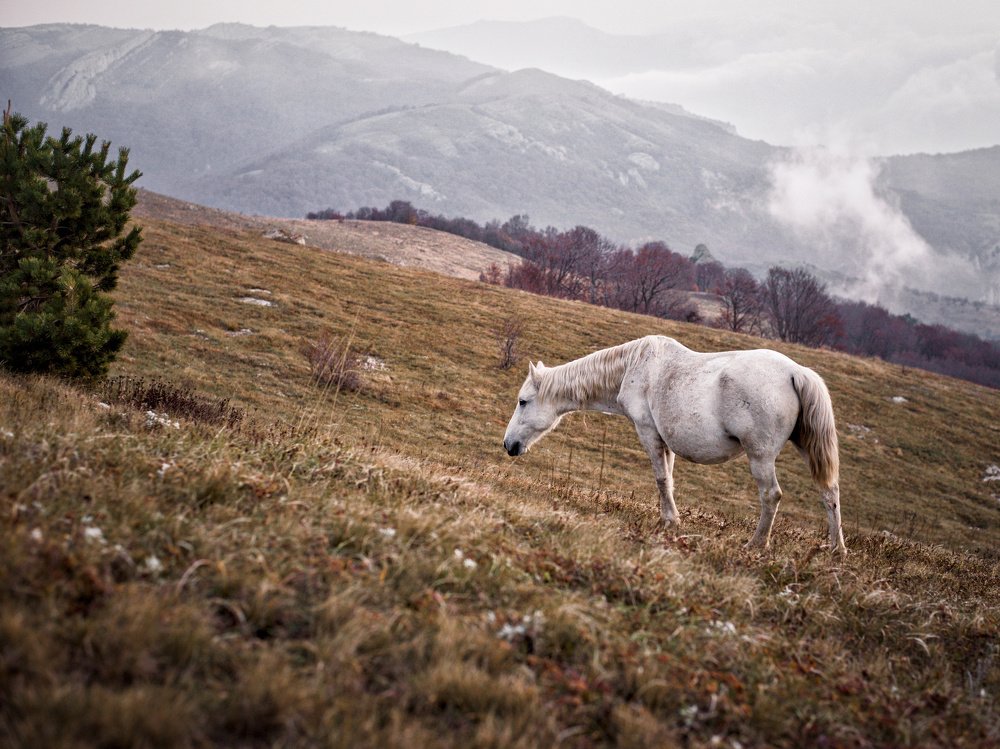 Лошадки Демерджи