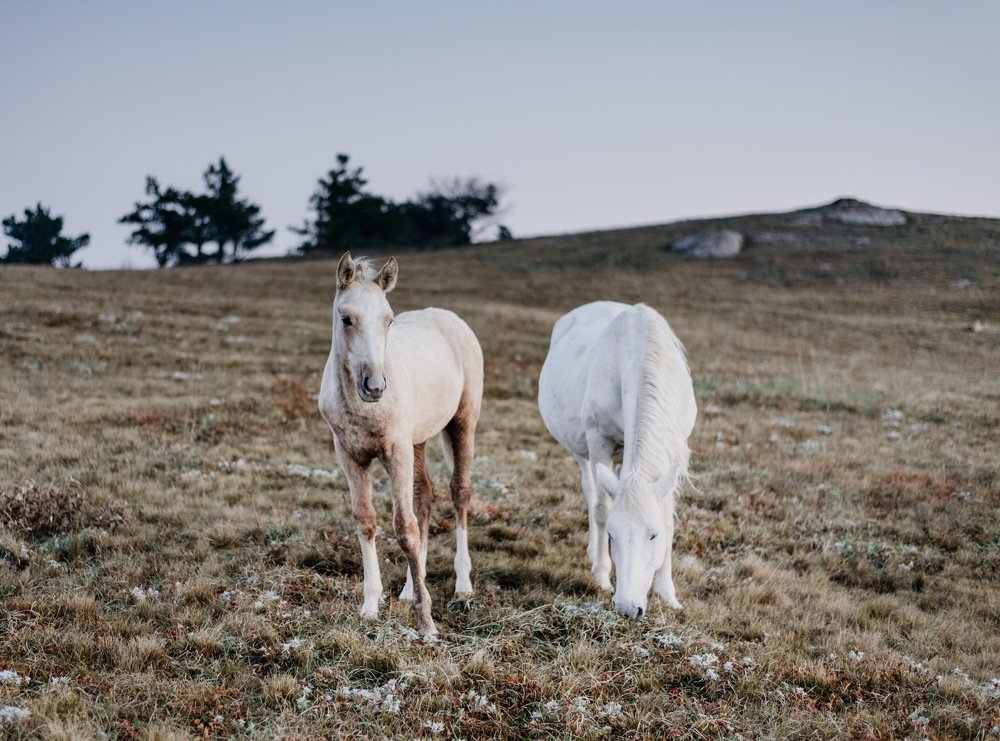 жители Демерджи