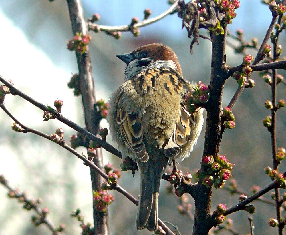 воробей на сакуре