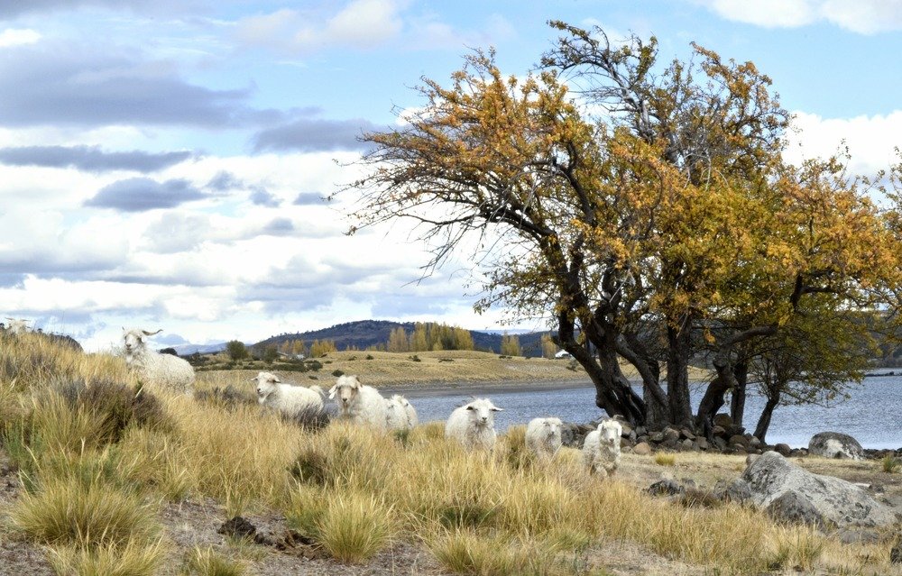 Cabras en libertad..