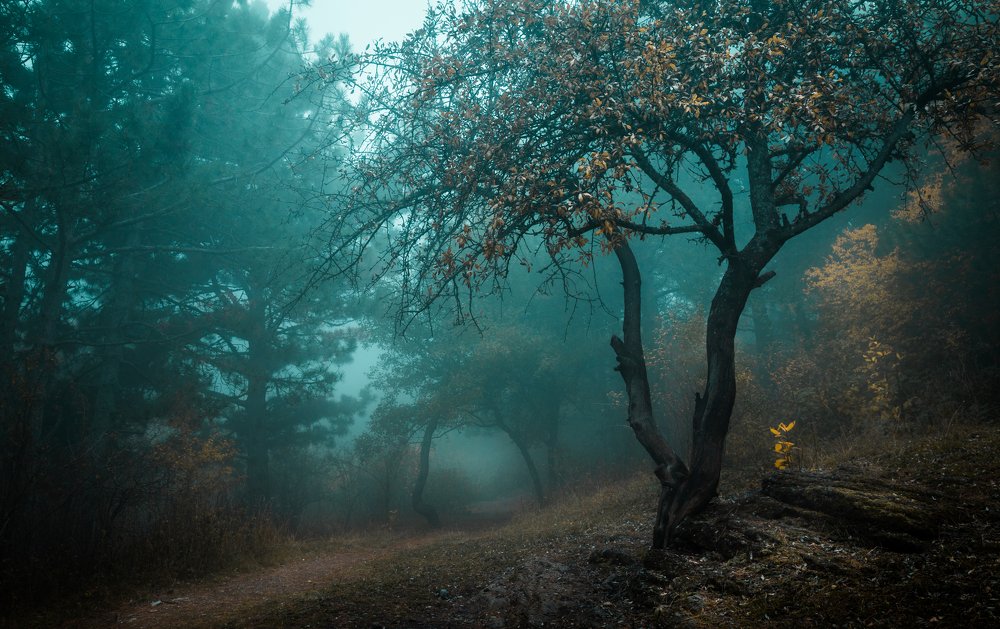 Туманное утро в долине Чатыр Дага