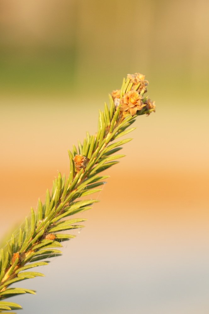 Как цветет елка