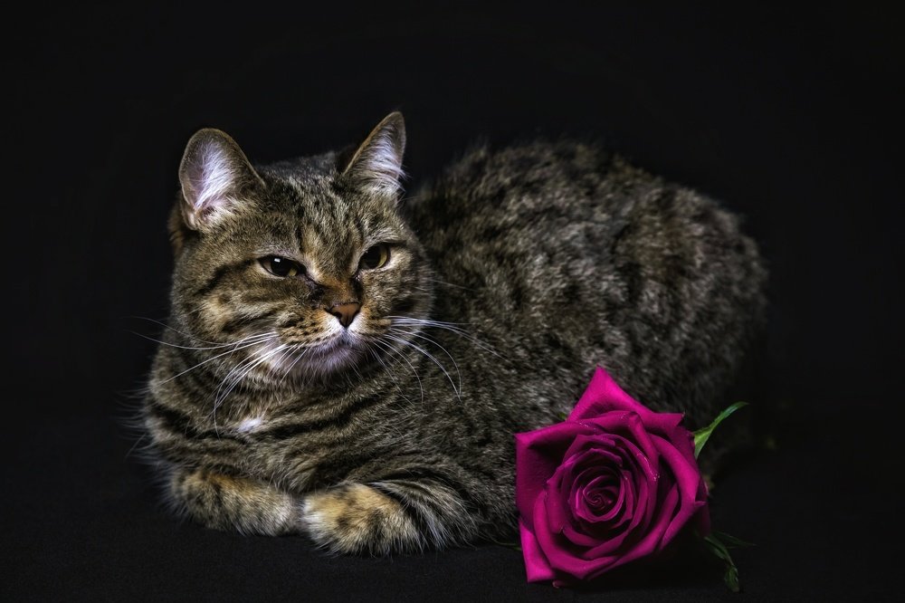 Photograph by Антон Кривошейцев