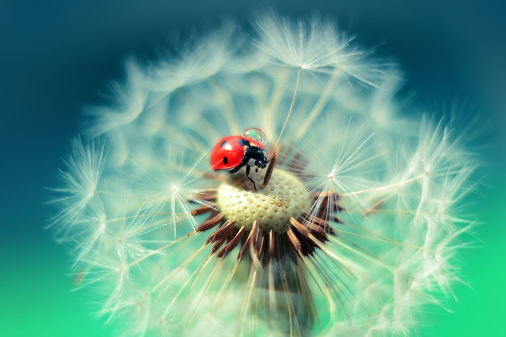 Коровка с капелькой