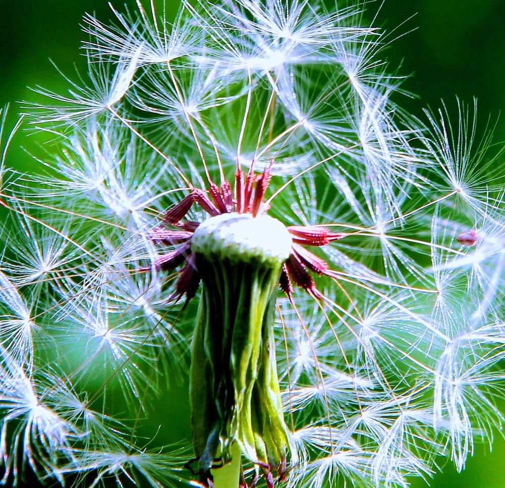 В мире одуванчиков