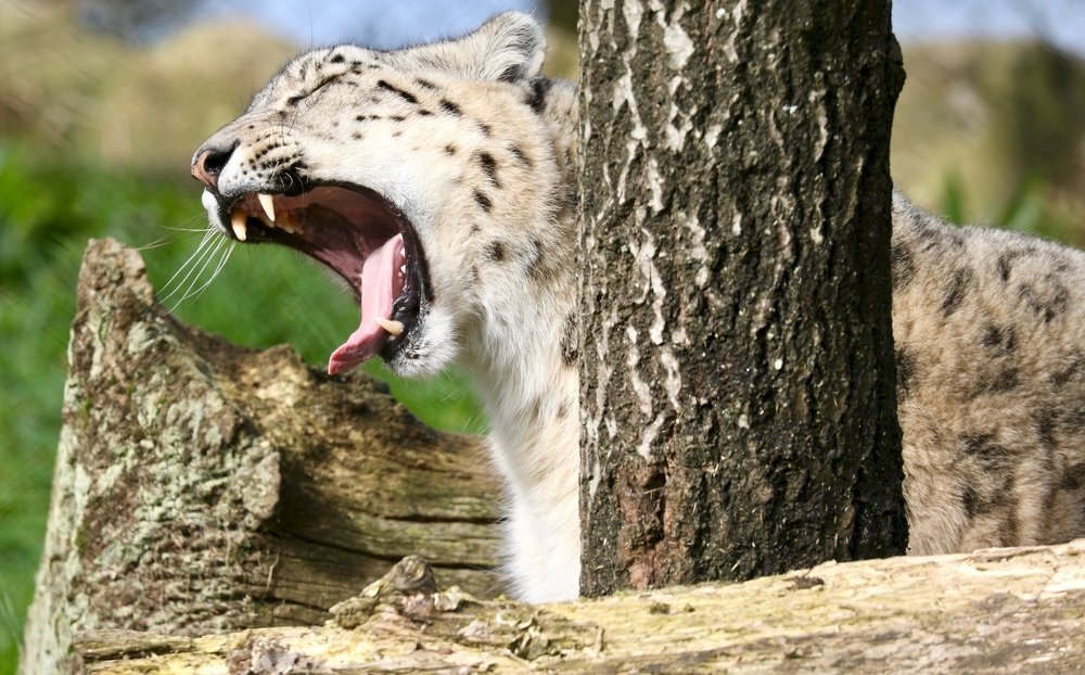Yawning beauty