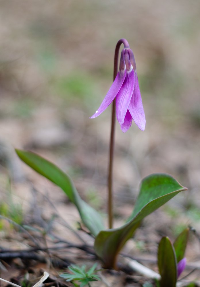 Кандык сибирский