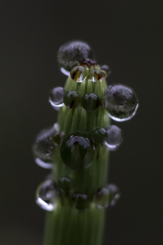 Утренняя роса на хвоще