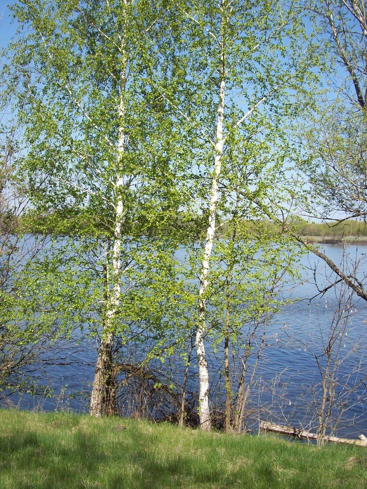Подружки