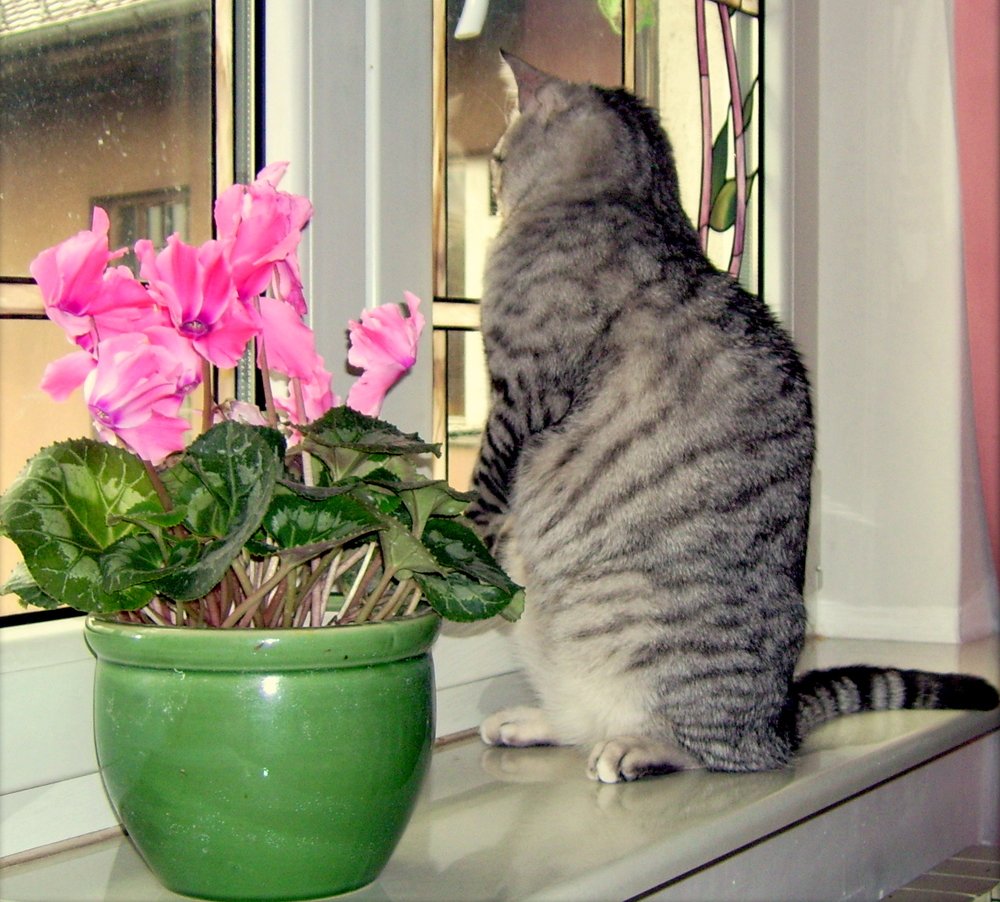 Who's down there in the backyard?