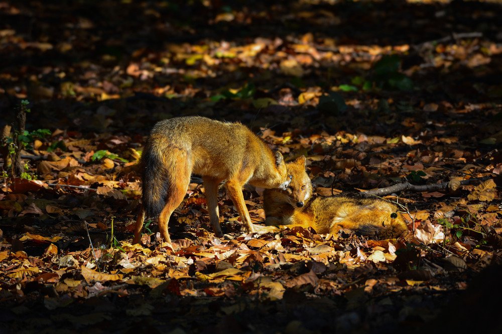 Play of Light and Shadow.