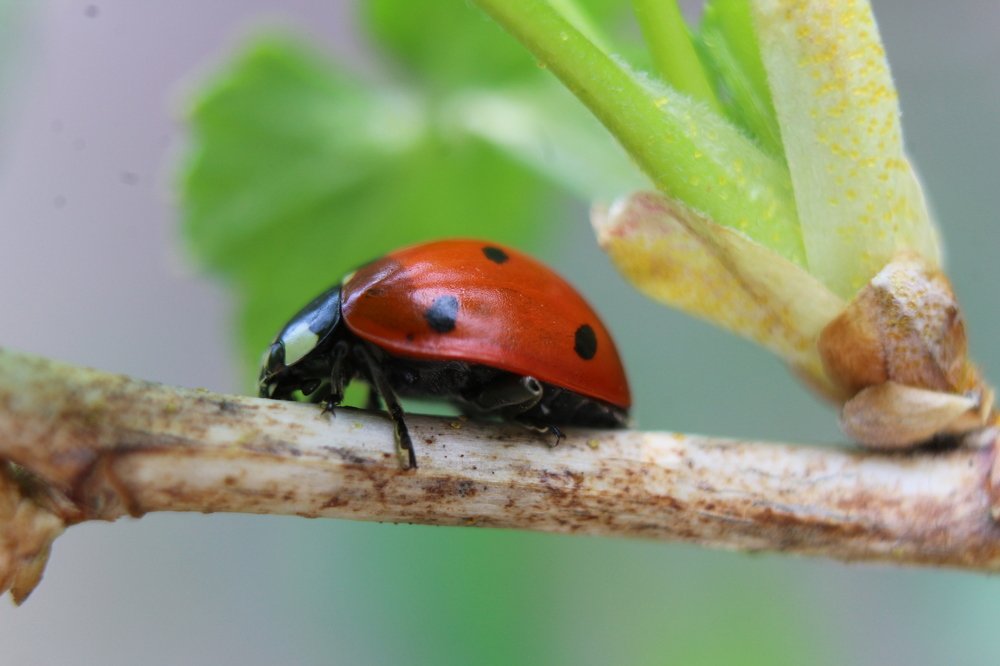 весенний гость