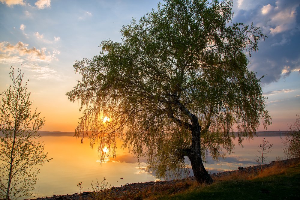 Одинокая берёза..