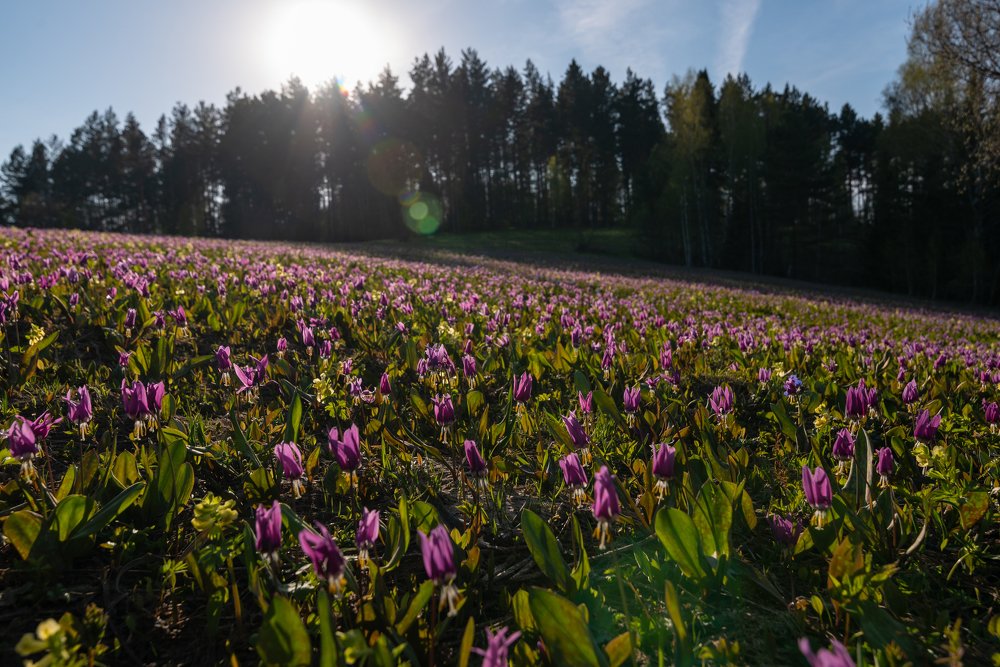 Photograph by Михаил Рогачев