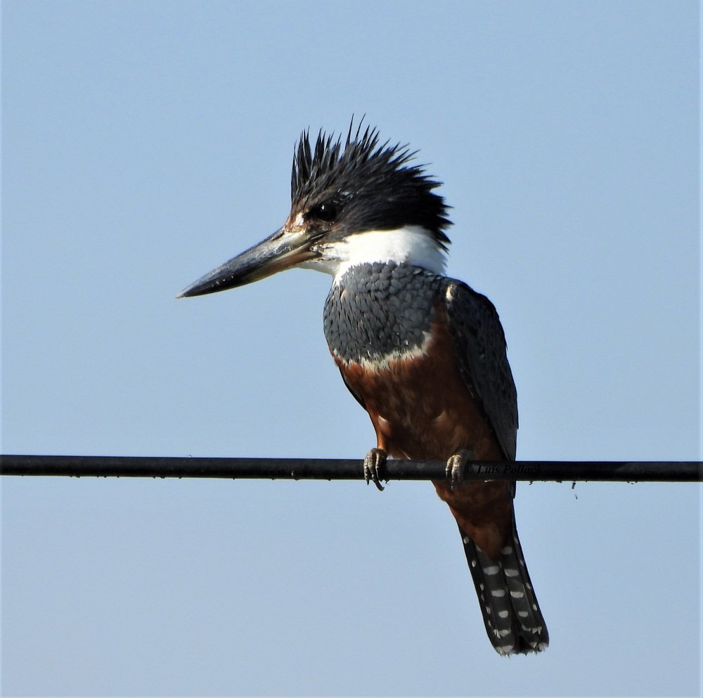 Listo para la pesca.