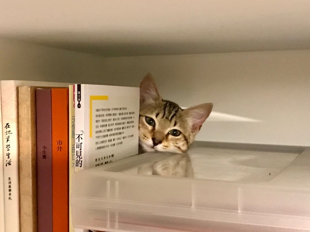 Cat behind the Books