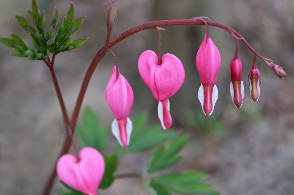 Bleeding Hearts