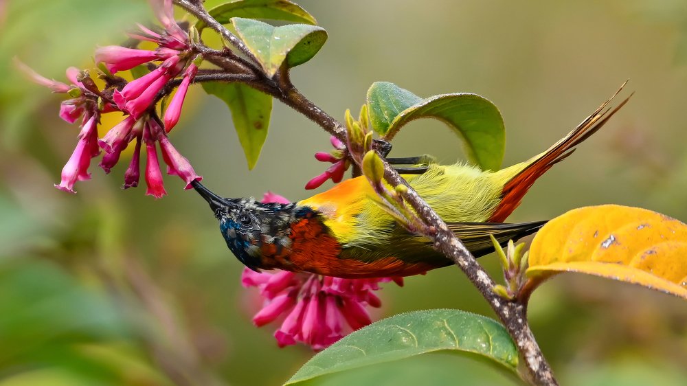 Firetailed Sunbird