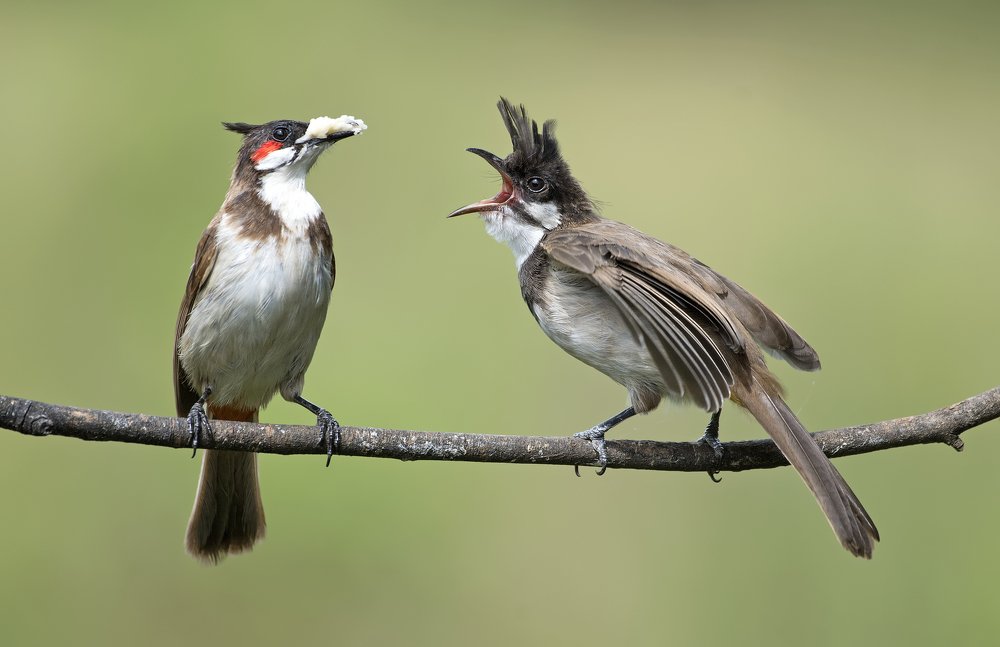 Red whiskered Bulbul feeding