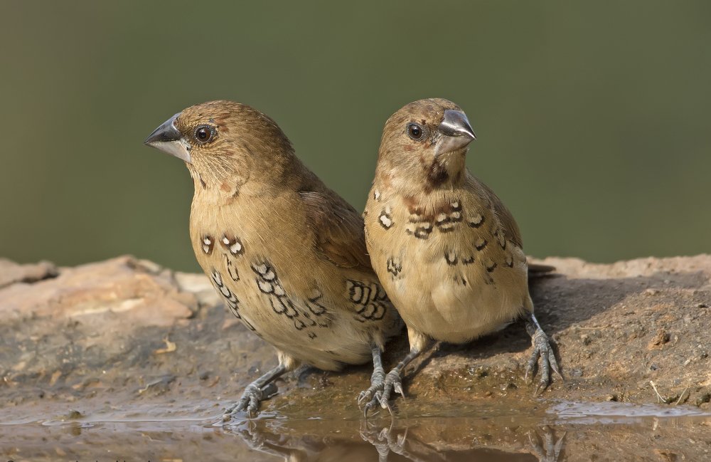 Scaly breasted munia juvenile