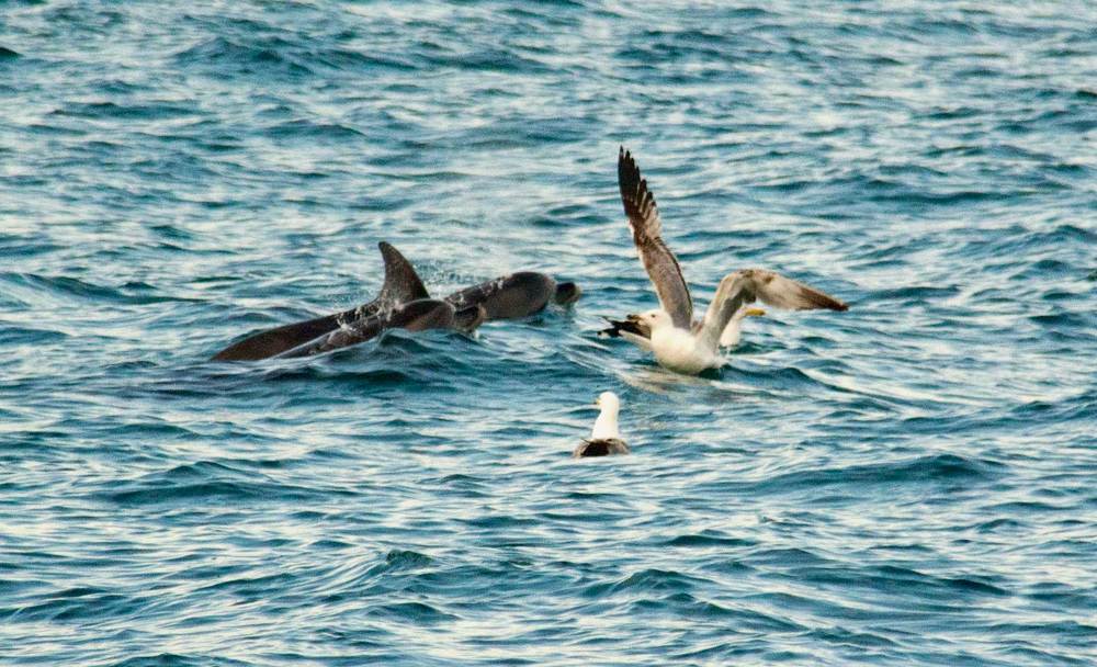 семья дельфинов